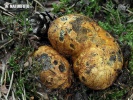 Yellow False Truffle