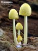 Yellow Fieldcap