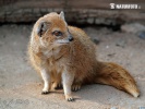 Yellow Mongoose