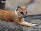 Yellow Mongoose