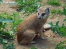 Yellow Mongoose