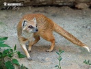 Yellow Mongoose