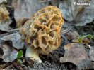 Yellow Morel