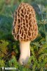 Yellow Morel