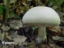 Yellow Stainer
