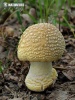 Yellow veiled Amanita