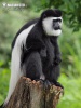 东黑白疣猴