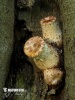 寬鱗多孔菌