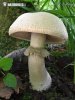 褐缘鳞蘑菇
