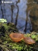 갈색균핵술잔버섯