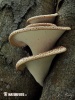 개덕다리겨울우산버섯