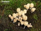 고깔먹물버섯
