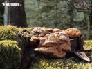 구멍노란조개버섯