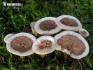 솜살팽이버섯