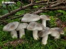 회색깔때기버섯