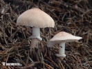 흰분말낭피버섯