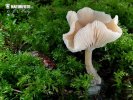 흰삿갓갈대기버섯