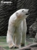 Бела мечка
