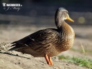 Дива патка