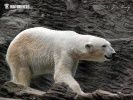 Бели медвед