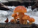 гриб зимовий