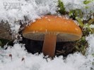 гриб зимовий