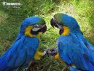 Плаво-жута ара