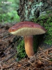 польский гриб