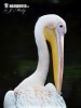 Ружичасти пеликан