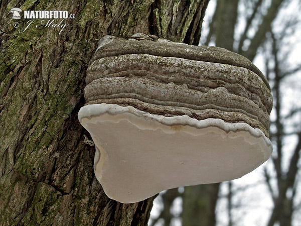 Tinder bracket Mushroom (Fomes fomentarius)