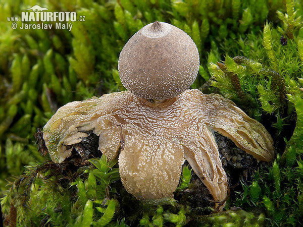 Tiny Earthstar Mushroom (Geastrum minimum)