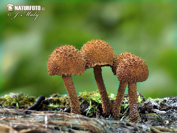 Toothed Powdercap Mushroom (Flammulaster muricatus)