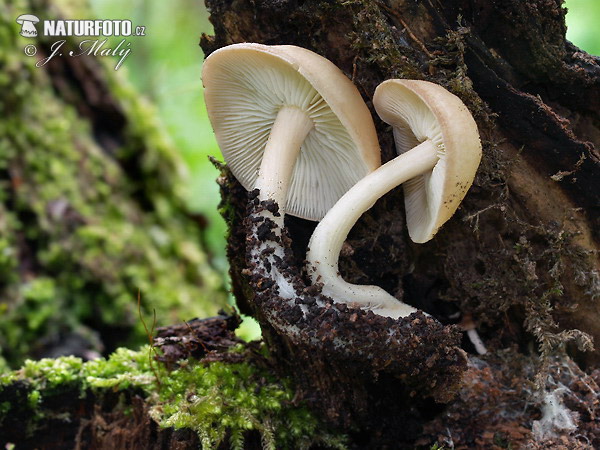 Toughshank - Gymnopus hariolorum Mushroom (Gymnopus hariolorum)