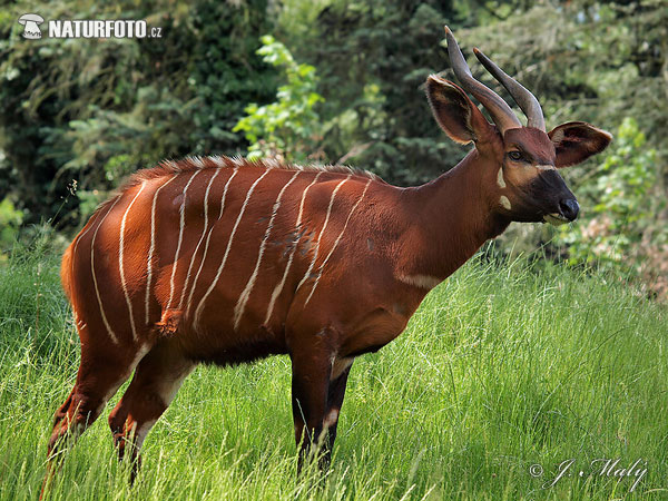 Tragelaphus eurycerus isaaci