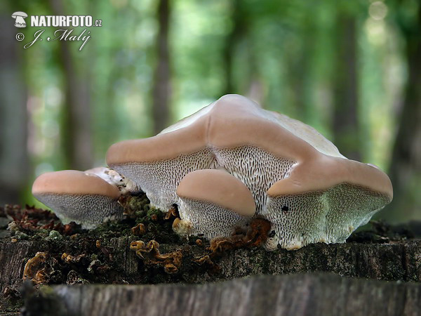 Trametes gibbosa