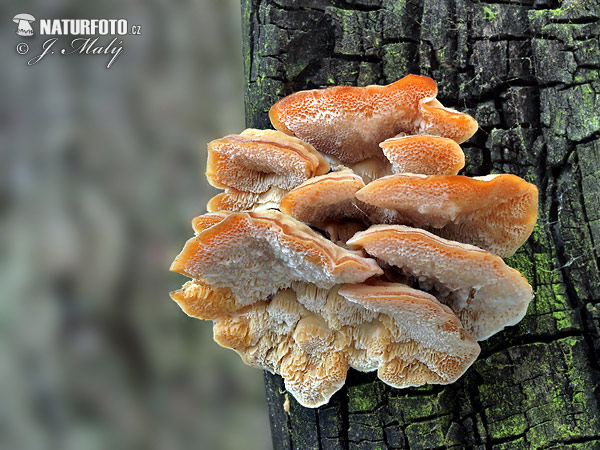 Trametes ochracea