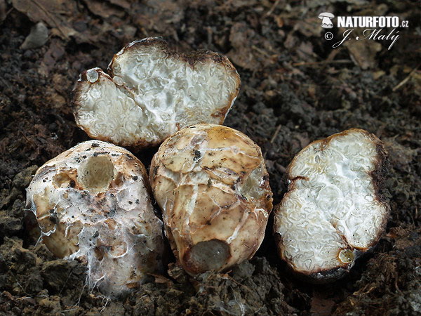 Transylvanian Big White Truffle Mushroom (Choiromyces meandriformis)