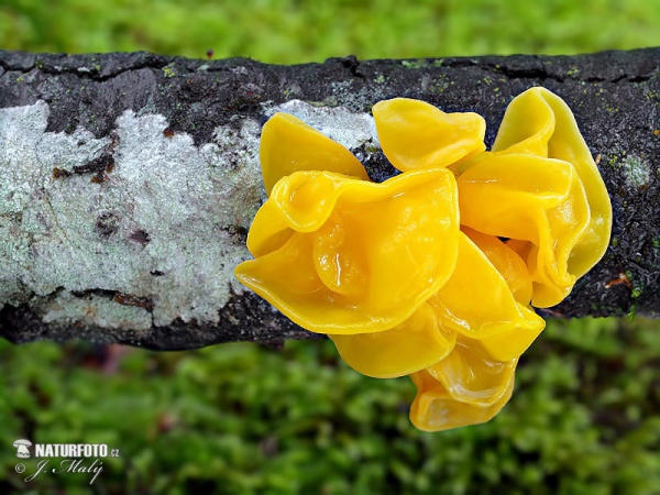 Tremella mesenterica