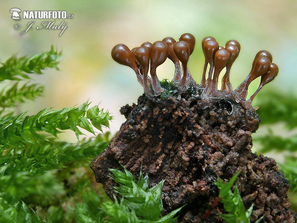 Trichia Mushroom (Trichia)