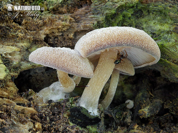 Trichocybe puberula Mushroom (Trichocybe puberula)