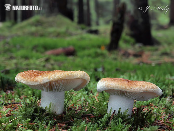 Tricholoma apium