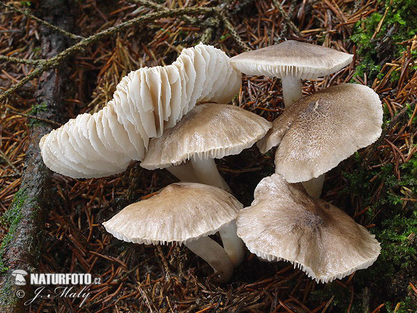 Tricholoma argyraceum Mushroom (Tricholoma argyraceum)