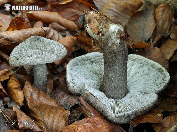 Tricholoma atrosquamosum var. squarrulosum