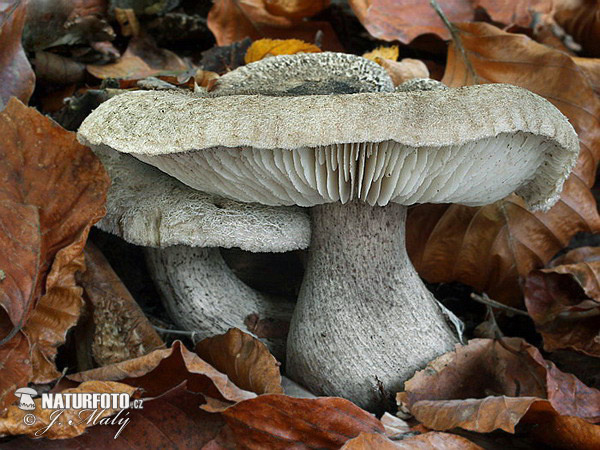 Tricholoma atrosquamosum var. squarrulosum