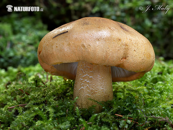 Tricholoma aurantium