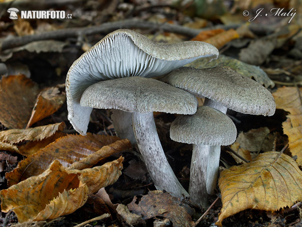 Tricholoma gausapatum