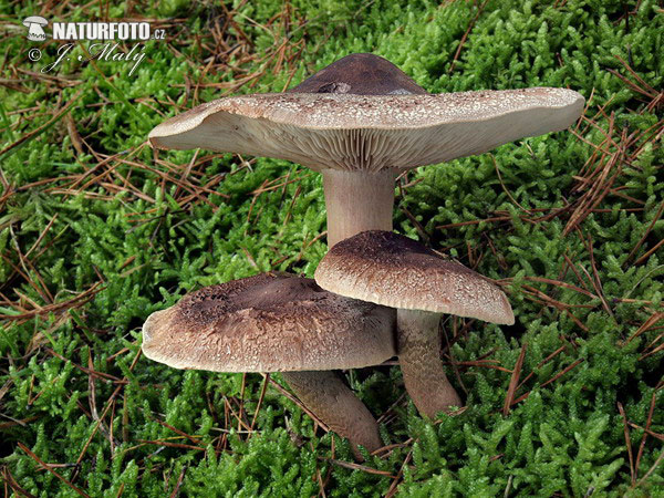 Tricholoma imbricatum