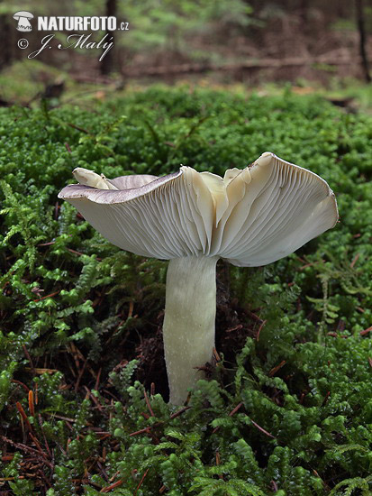 Tricholoma portentosum