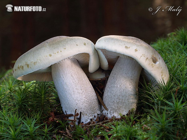 Tricholoma saponaceum