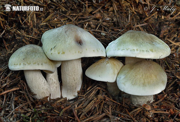 Tricholoma saponaceum